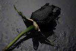 black%20rose%207.jpeg