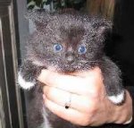 stinkiefrontal2.jpg