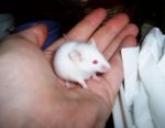 babymaus2.jpg