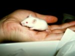 babymaus.jpg