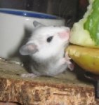 BabyFuttertGurkeklein.jpg