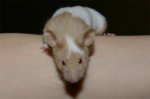 Jerry01-2.jpg