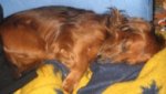 Felixpennt2151005klein.jpg