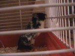 Harlekin1.1.1..jpg