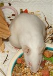 Kätchen2 (WinCE).jpg