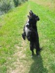 Hund 18.jpg