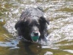 Hund 12.jpg