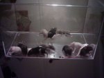 babies groß1.jpg