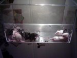 babies groß2.jpg