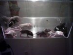 babies groß3.jpg