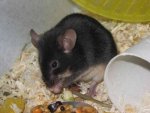 Zora Maus 2.jpg