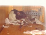Kopie von S-20040715 509.jpg