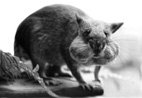 ratte.jpg