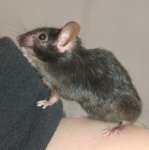 maus_Lee_2006_12.jpg