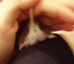 Shy-Anne_Geschlecht1_klein.jpg