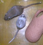 dicke maus.jpg