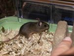 Größenänderung Wildmaus 8.jpg