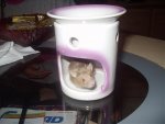 Happy im Versteck 1.jpg