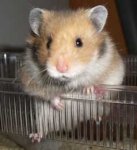 hamster_weibchen.JPG