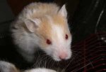 hamster_weibchen1.JPG