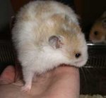hamster_weibchen2.JPG