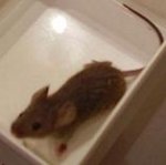 ReineAgouti-klein.jpg