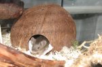 BremerMaedelAgouti2.jpg