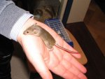 BremerMaedelAgouti.jpg