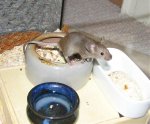 BremerJungeAgouti.jpg