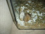 DSC04574kl.jpg