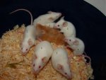 DSC02858x.jpg
