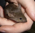 agouti1.JPG