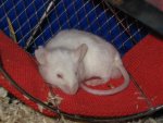 IMG_0803.jpg
