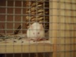 Shy0023.jpg