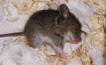 Wildmaus.jpg