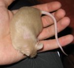 Pepper2.JPG