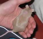 Pepper3.JPG
