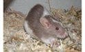 pippawinzig.jpg