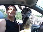 schatz_zebra.JPG