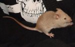 Maus_grau2.jpg