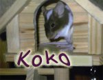 Koko2.jpg