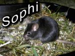 Sophi.jpg