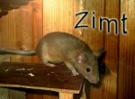 Zimt2.jpg
