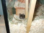 Agouti1.jpg