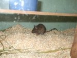 Agouti2.jpg