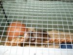 Agouti3.jpg