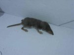 Spitzmaus.jpg
