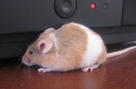 Myco-maus.jpg