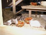 Größenänderung PICT2544.JPG
