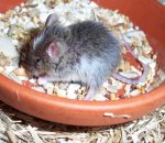 Minni- Maus.jpg